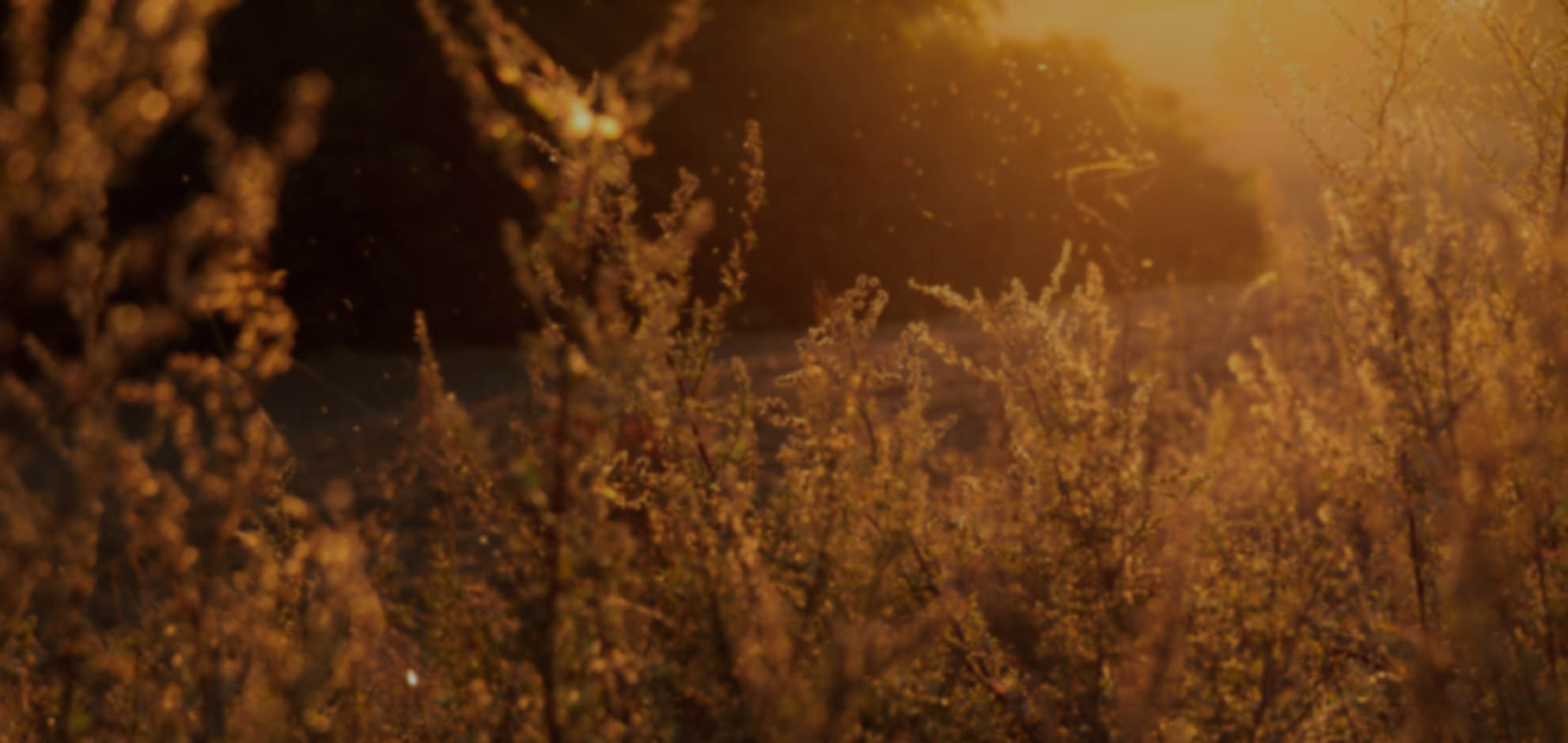 无限循环呼叫手机号软件